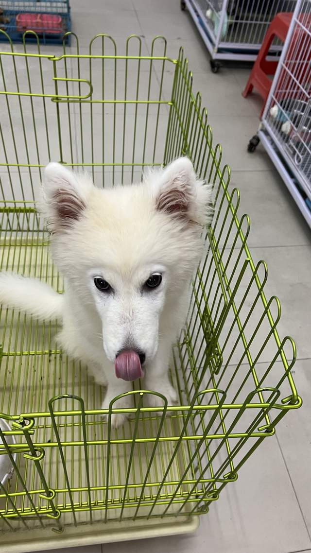 超全的宠物空气净化器挑选JDB攻略_新手怎么挑选宠物空气净化器？(图1)