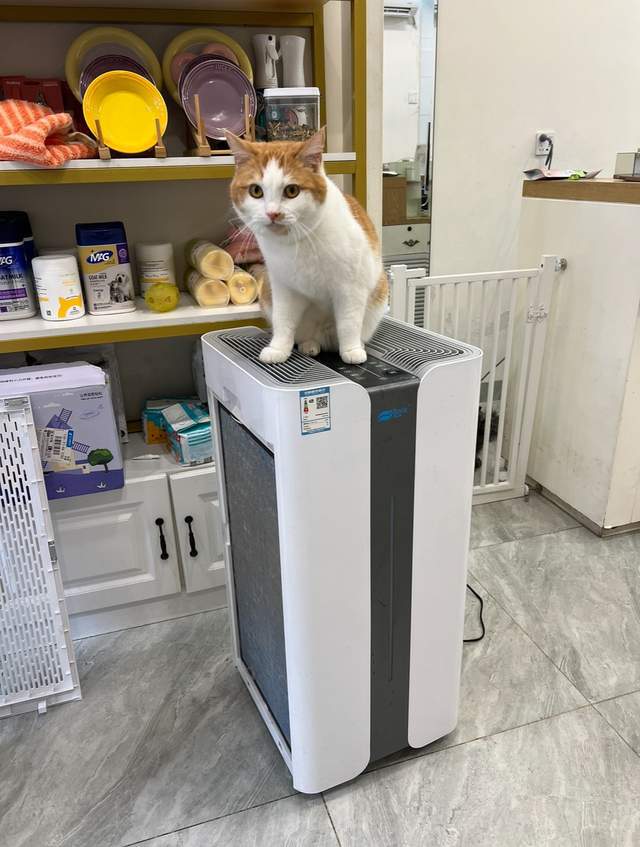 超全的宠物空气净化器挑选JDB攻略_新手怎么挑选宠物空气净化器？(图3)