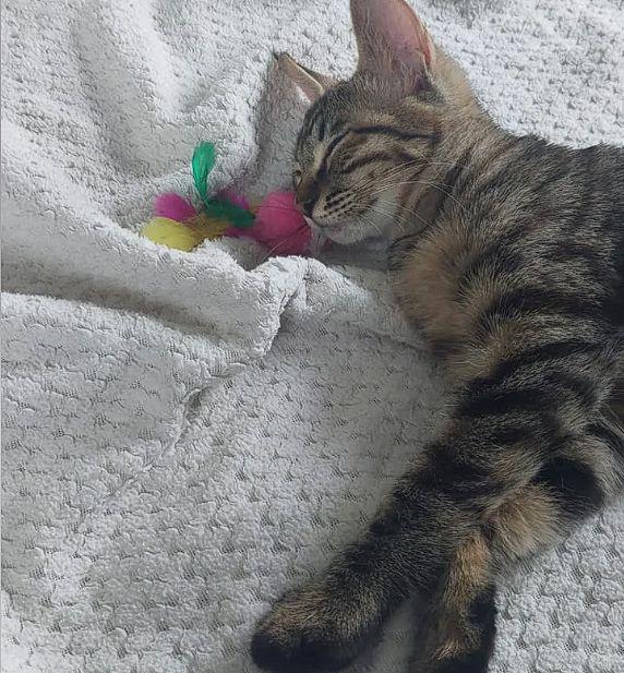 JDB电子夏天猫浮毛掉的越来越多？铲屎官要了解些什么？空气净化器怎么选(图1)